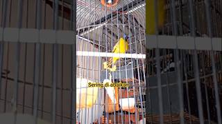 Download lagu cucak kuricang #bird #chirpingmania #gacorbird mp3
