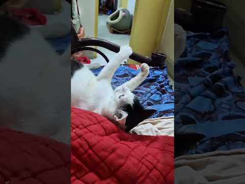 Cat's Funny Moments lCat's Funny Video