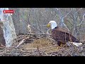 Who Knew Eagles Could Pole Vault - Little Miami Conservancy Eagle Nest of Baker & Bette (2/2)