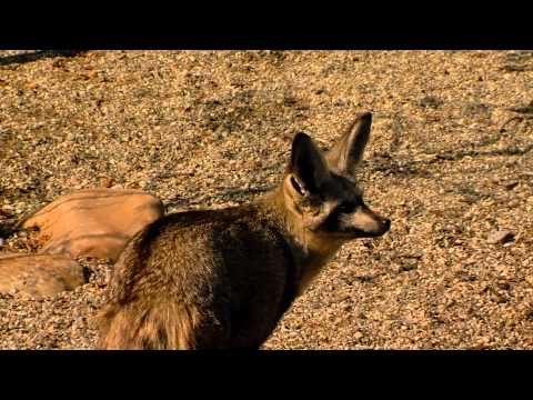 Bat-eared Fox Exhibit - Cincinnati Zoo