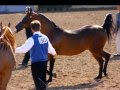 Scottsdale Arabian Horse Show 2014 