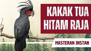 Download lagu Masteran Suara Asli Kakatua Hitam Raja mp3