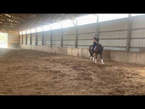 Wild Sting- Dressage Aug 2021