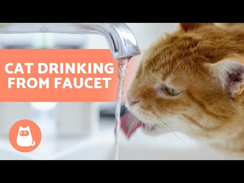 Why is My CAT DRINKING TAP WATER? 🚰🐈 Find out!