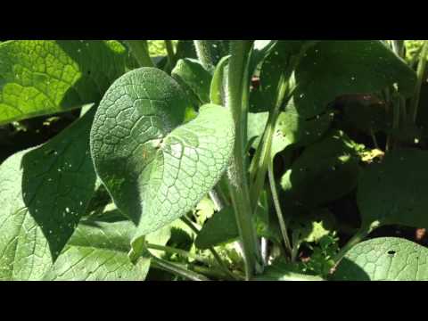 コンフリー、コンフリー 植物