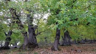 Ayazmana Mesireliği