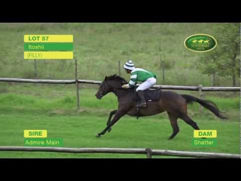 LOT 57 - ITOSHII (Admire Main - Shatter) (Filly)