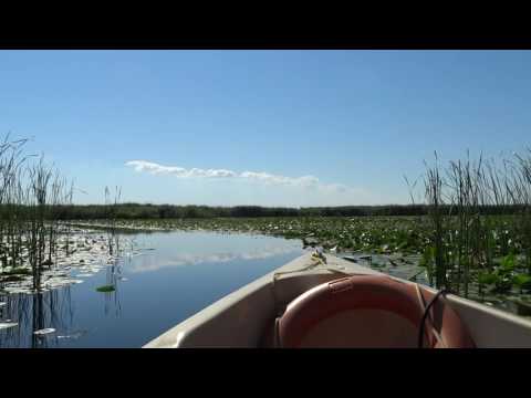 Excursie cu barca in Delta Dunarii, paradisul nuferilor