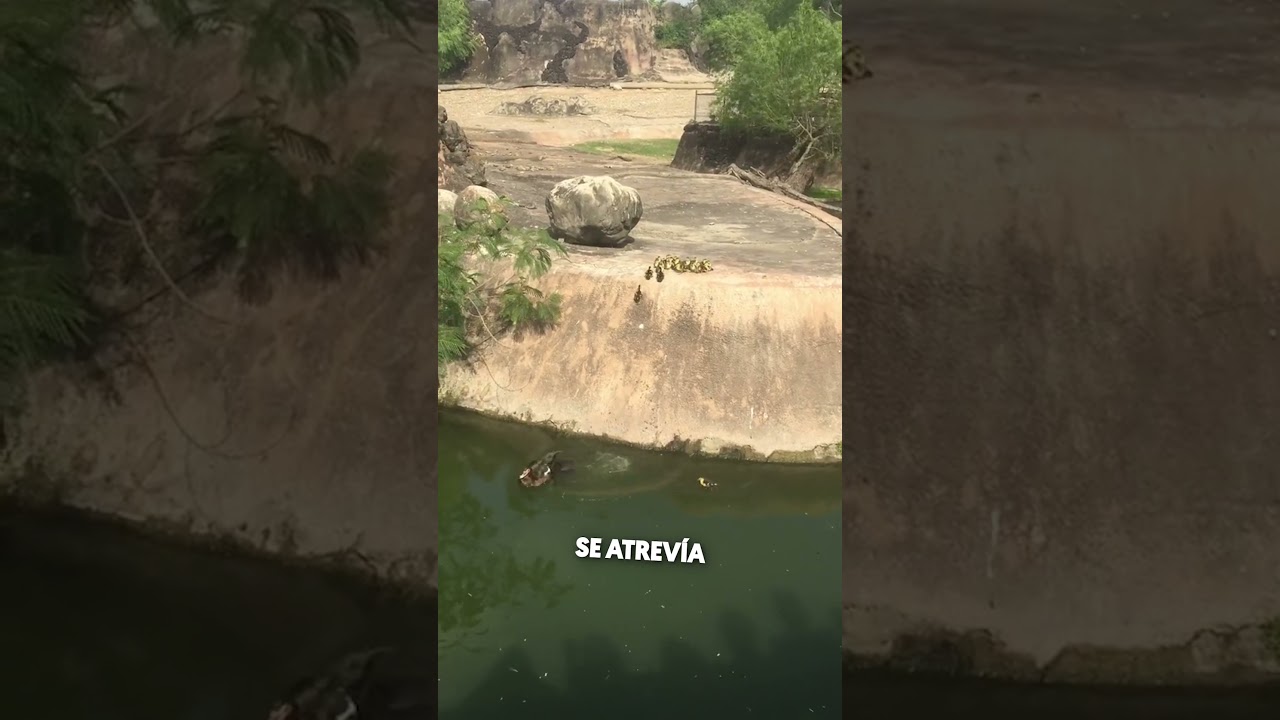 Estos Patos Son Demasiado Graciosos 😂