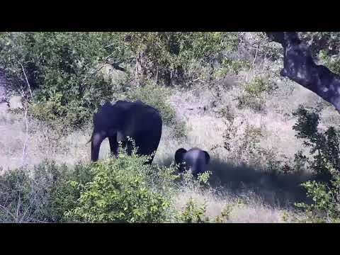 Djuma: Elephant mom and small one - 16:22 - 01/27/2023