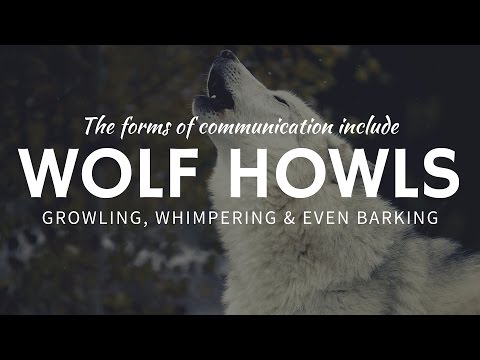Why Wolves Howl and Use Other Unusual Forms of Communication?