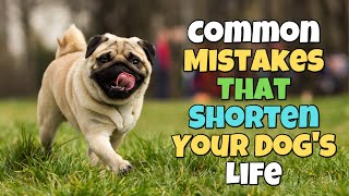 Mistakes That Shorten Your Dog