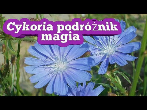 131. Cykoria Podróżnik Właściwości Magiczne :-)