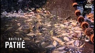 Electric Fishing Beware - Other Colour Pics Share This Title (1966)