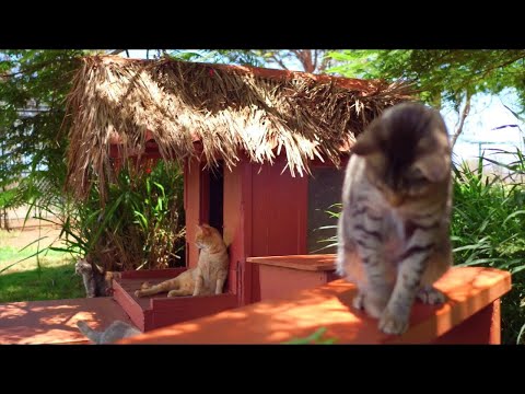 Lana'i Cat Sanctuary: A Hawaiian Paradise For Hundreds Of Rescued Cats