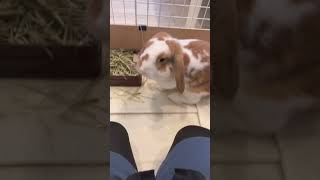 継続確定大回転耳垂れ#うさぎ#animals