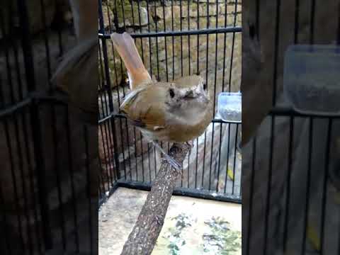 81 Gambar Burung Srdc Gambar Pixabay