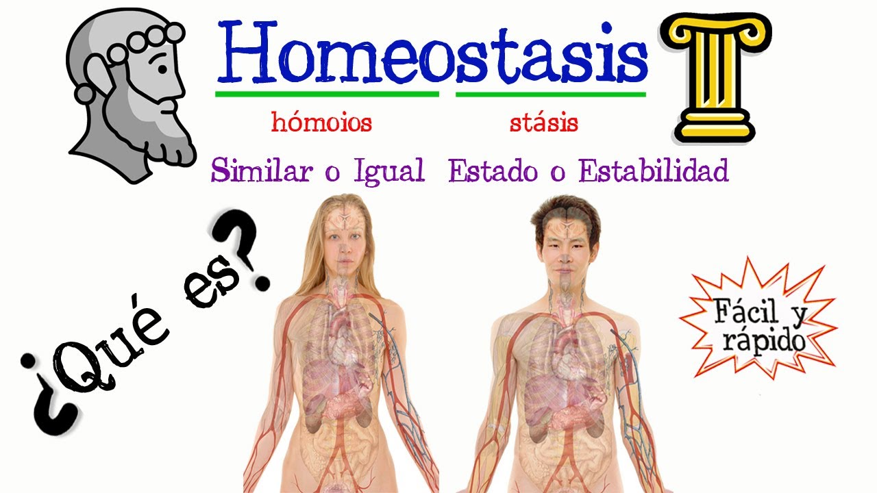 ¿Cuáles son los 5 pasos para mantener la homeostasis?