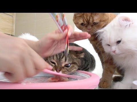 download lagu mp3 mp4 Cat Ice Cream, download lagu Cat Ice Cream gratis, unduh video klip Download Cat Ice Cream Mp3 dan Mp4 Youtube Gratis