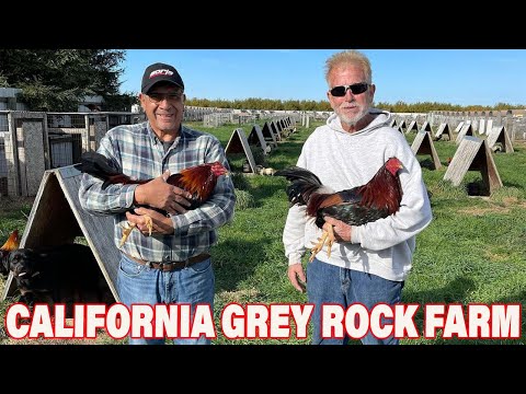 CALIFORNIA !! Nice Birds Grey Rock Farm Visit USA