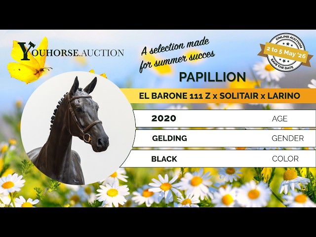 Papillion showvideo indoor