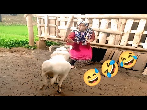 NGAKAK GULING-GULING PART 1 ❗VIDEO LUCU BIKIN NGAKAK❗video viral lucu terbaru 2026❗#lucu 