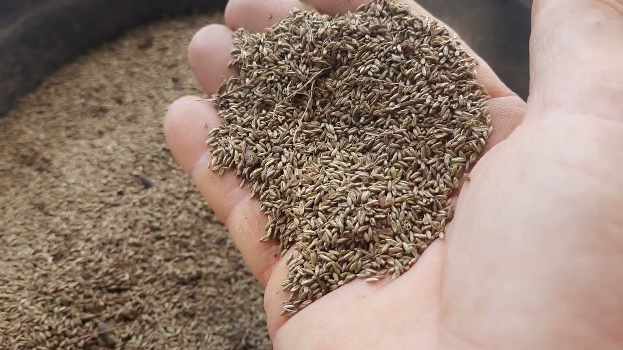 PLANTANDO CAPIM MOMBAÇA COM AS MÃOS A LANCE