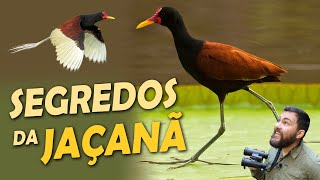 Miniatura do vídeo