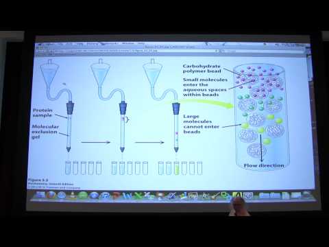 #＃06生物化學蛋白質純化講座為Kevin Ahern的BB 450/550。 (#06 Biochemistry Protein Purification Lecture for Kevin Ahern's BB 450/550)