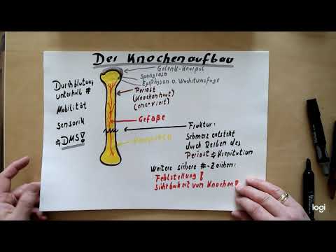 Stütz- und Bewegungsapparat