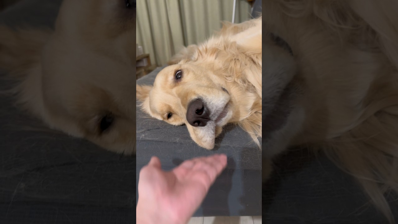 麹くんはいつもこの体勢でお口のたぷたぷをたらしています🤣#ゴールデンレトリバー #犬系彼氏 #犬と2人暮らし