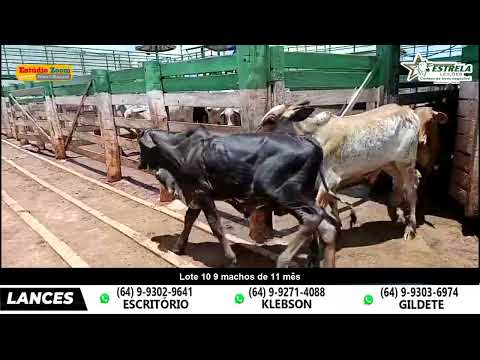 Lote 10 - Leilão Estrela - Morrinhos - Go - apartir das 19 hs - 10/02/2026