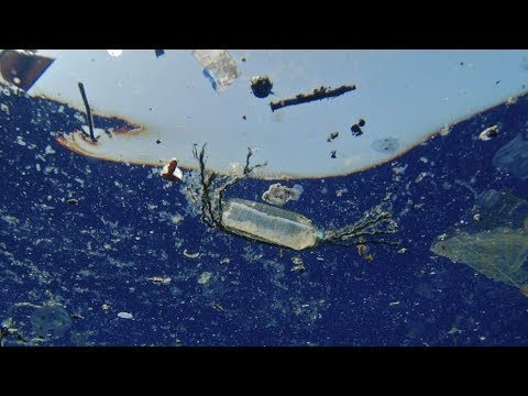 Wilde Miezen - Die große Dokumentation über Katzen - Doku 2017 NEU *HD*