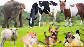 Adorable Farm Animals: Cow, Goat, Pig, Chicken, Rabbit, Duck & Dog – Animal Video