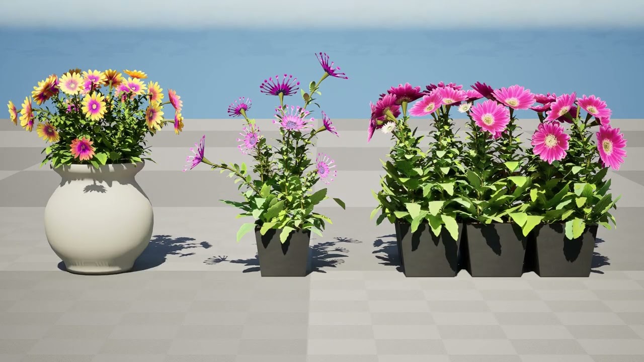 South African Osteospermum Flowers 3D Model