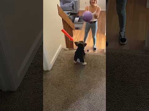 Puppies Without An Off Switch #shorts