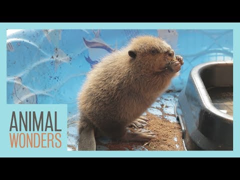 Baby Beaver Has A Name!