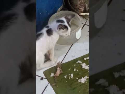first time drink water 1 month old kitten