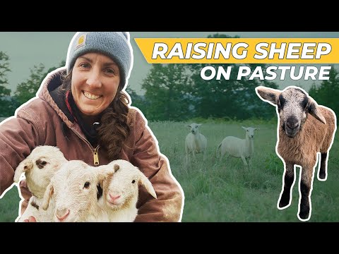 How to Raise Sheep - [Regenerative Agriculture]