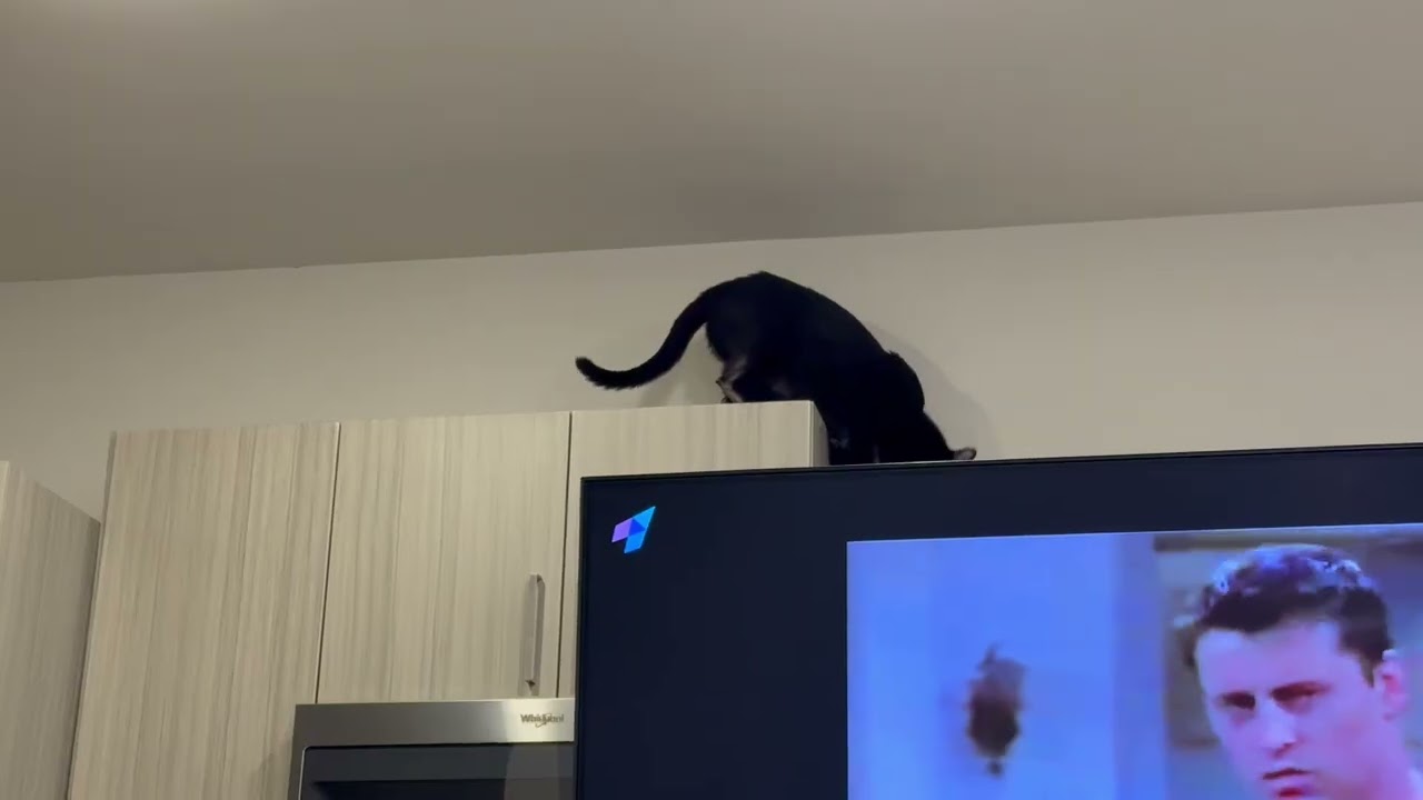Enlarge Loki, a Adoptable Domestic Short Hair in New York, NY video 6/6