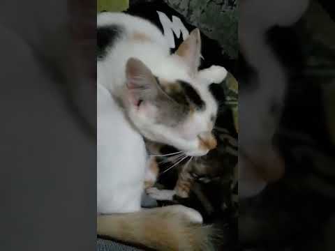 Rasa sayang terhadap buah hatinya (adiyandi)