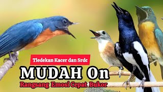 Download lagu TERBUKTI AMPUH, MERANGSANG EMOSI TLEDEKAN GUNUNG, SRDC DAN KACER mp3