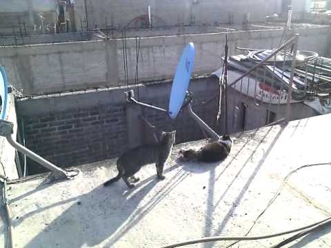 28 de noviembre de 2015