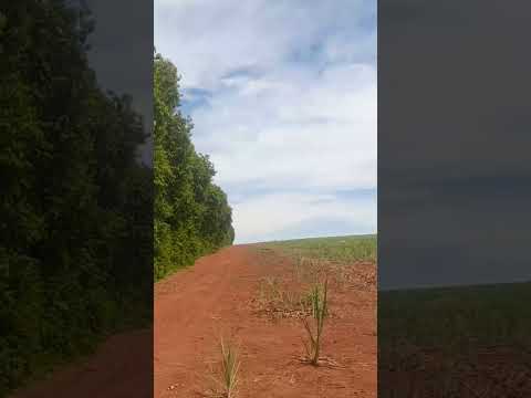 #viral_video #morada do sol Araraquara são Paulo #shorts #Brasil