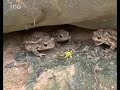 A Bunch Of Frogs Trying To Eat Caterpillars But They Don T Seem To Like It Shorts