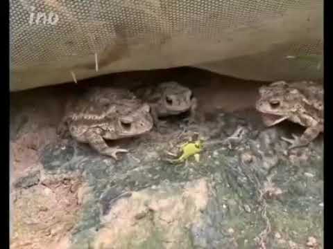 a bunch of frogs trying to eat caterpillars, but they don't seem to like it 😂 #shorts