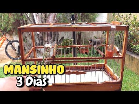 🔴ASSIM EU AMANSO COLEIRO E PAPA CAPIM RÁPIDO E FÁCIL