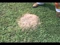 Controlling Red Imported Fire Ants