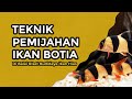 Artikel Ikan Hias Badut Kementrian