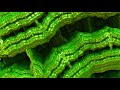 Bio-Organic Broccoli Brain - 3D Fractal Mandelbulb Trip